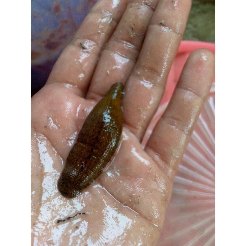 lintah hidup steril Size JUMBO (siap pakai untuk terapi)
