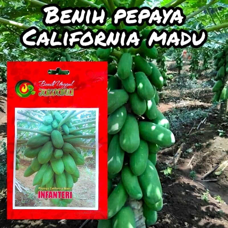 BENIH BIBIT PEPAYA CALIFORNIA MADU INFANTERI 0,3gr