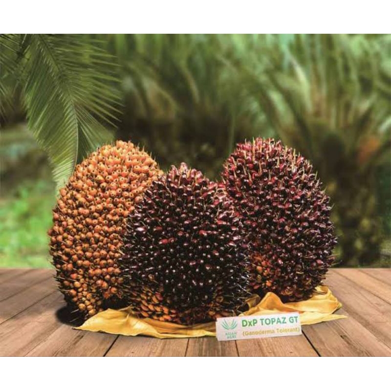 BENIH SAWIT UNGGUL SAWIT DXP TOPAZ