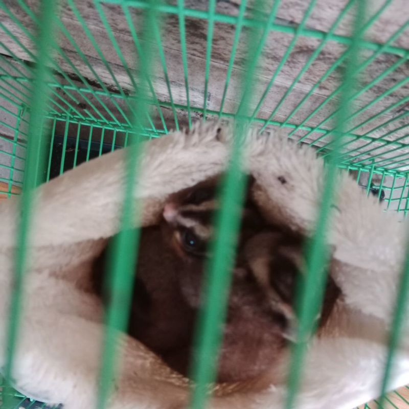 sugar glider indukan jantan