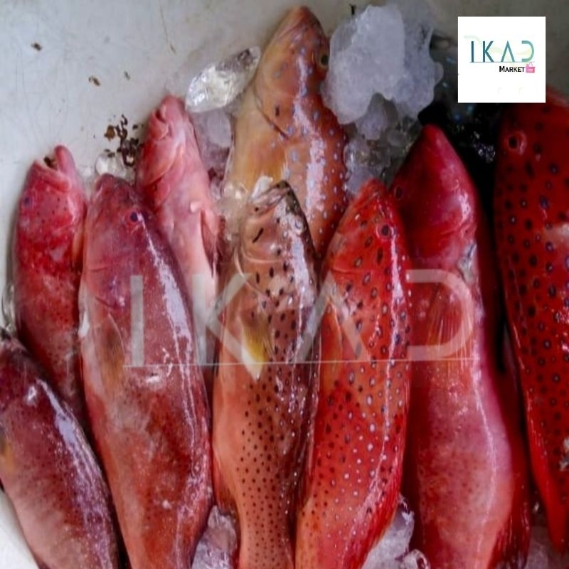 

Ikan Kerapu Merah / Lodi