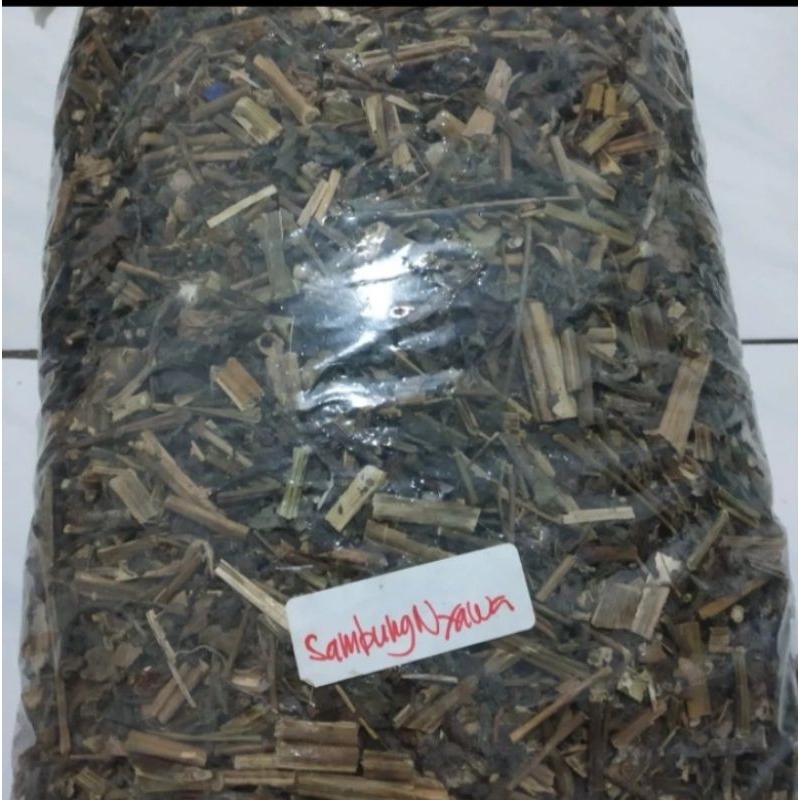 

Daun Sambung Nyowo Kering Sambung Nyawa Asli Herbal