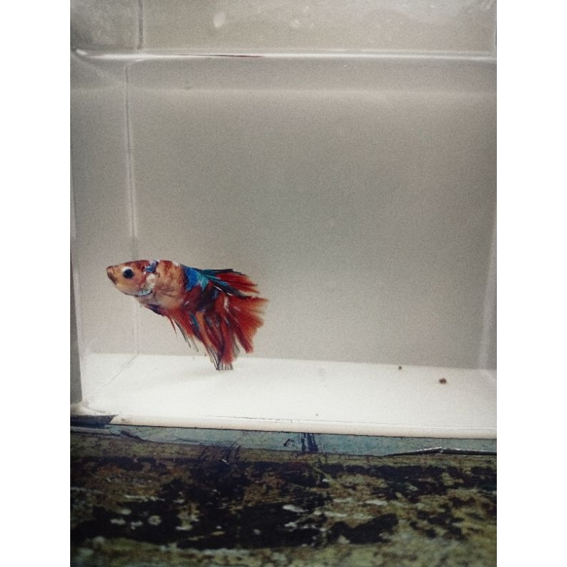 halfmoon multicolor 002