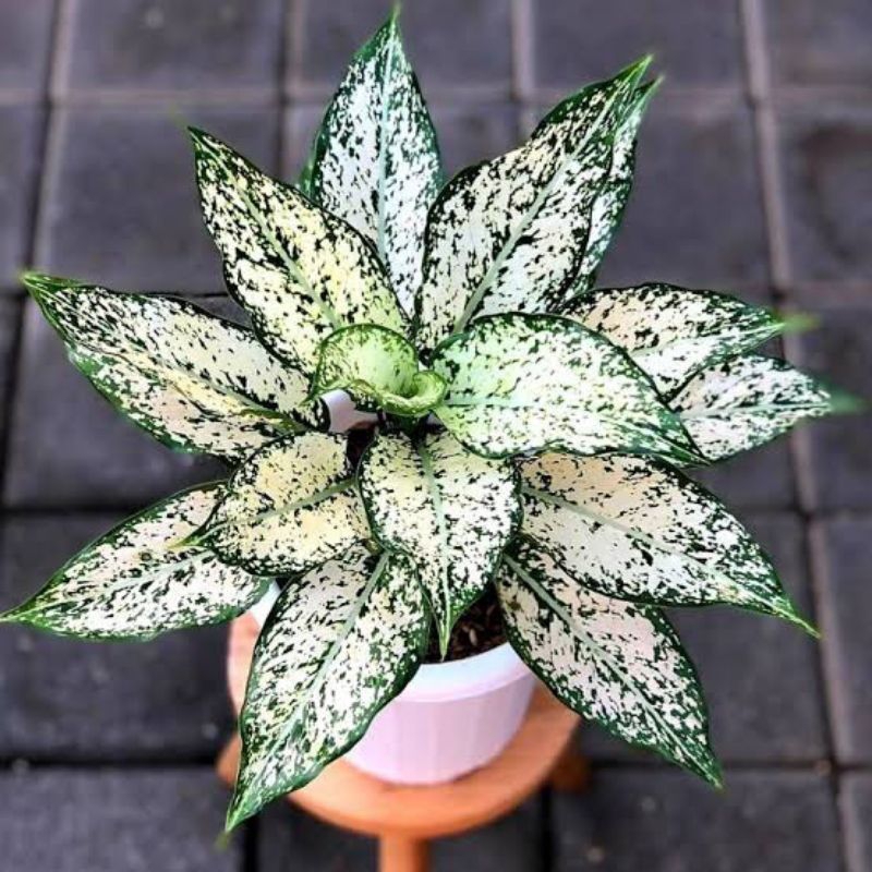 Tanaman hias aglonema snow white - bibit snow white aglonema - tanaman hias