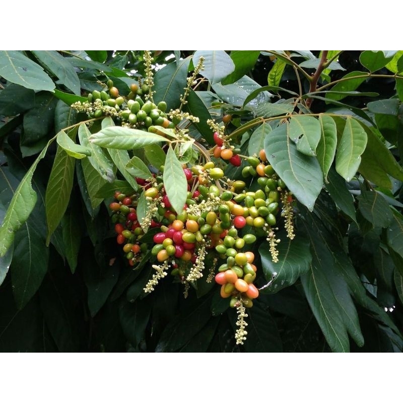 

200 gram daun katilayu segar , daun klayu , tanaman katilayu.Erioglossum rubiginosum