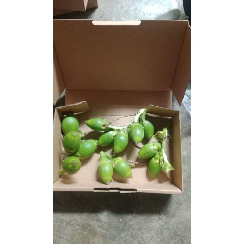 

BUAH PINANG MUDA/JAMBE MUDA BIJIAN Rp.1500 MINIMAL ORDER 10BIJI(15K) l