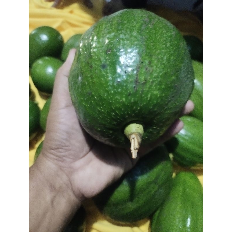 

MAKRIFATBUSINESS Paket 1 Kg 2 - 3 Buah Apukat Jumbo MARKUS Mentega