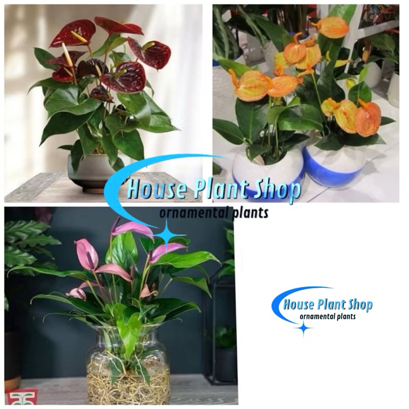 Murah Paket Promo 3 Jenis Tanaman Hias Anthurium Mickey Mouse 3 Macam Warna Bunga | Tanaman Rumah | 