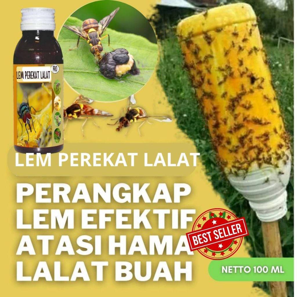 Metilat Eugenol Perangkap Lalat Buah Lem Ajaib Lalat Buah Lem Lalat Buah Cabe