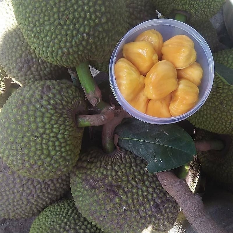 bibit nangka madu manis sudah siap berbuah live