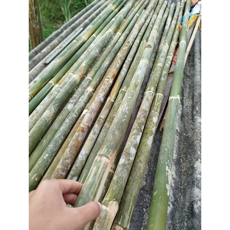 Tiang bambu tongkat bambu lurus panjang 130Cm