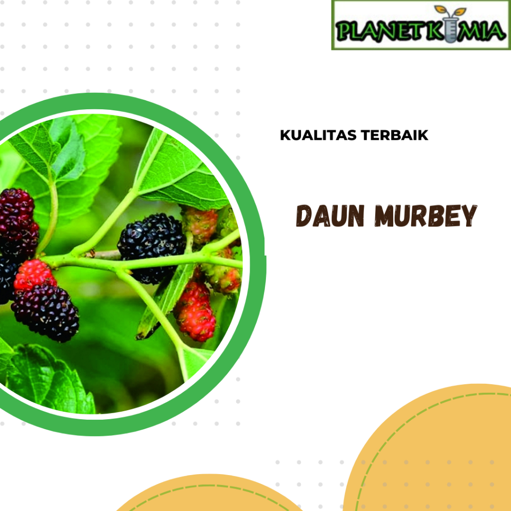 

ekstrak daun murbey best product