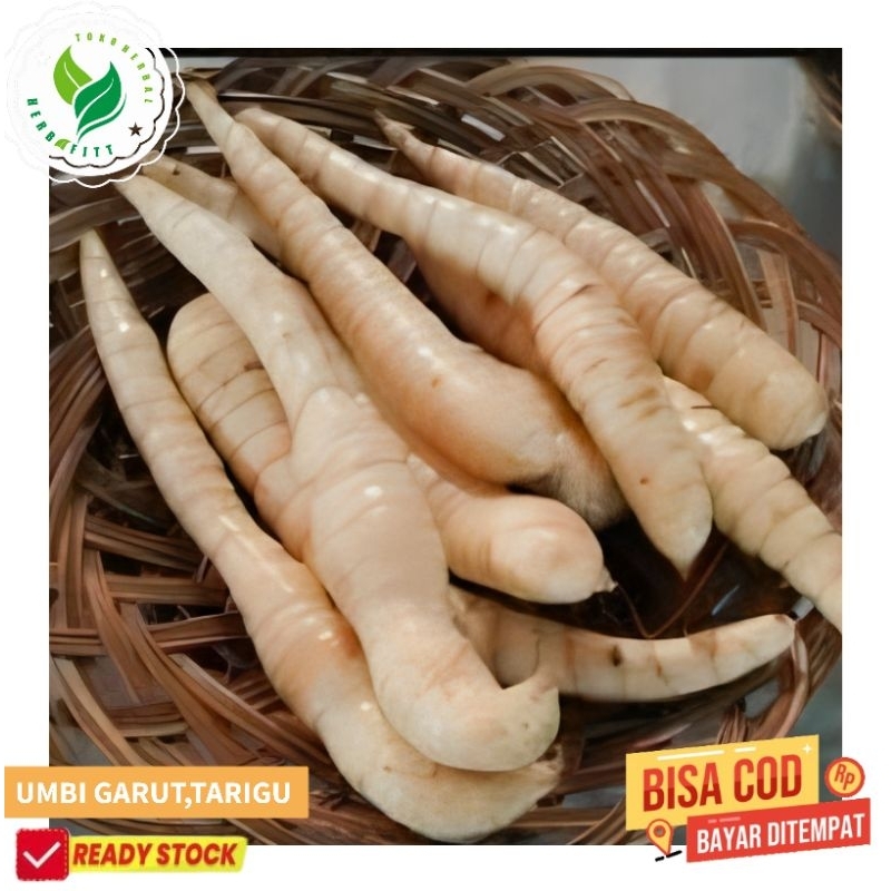 

umbi tarigu umbi Garut segar Fress 500 gram