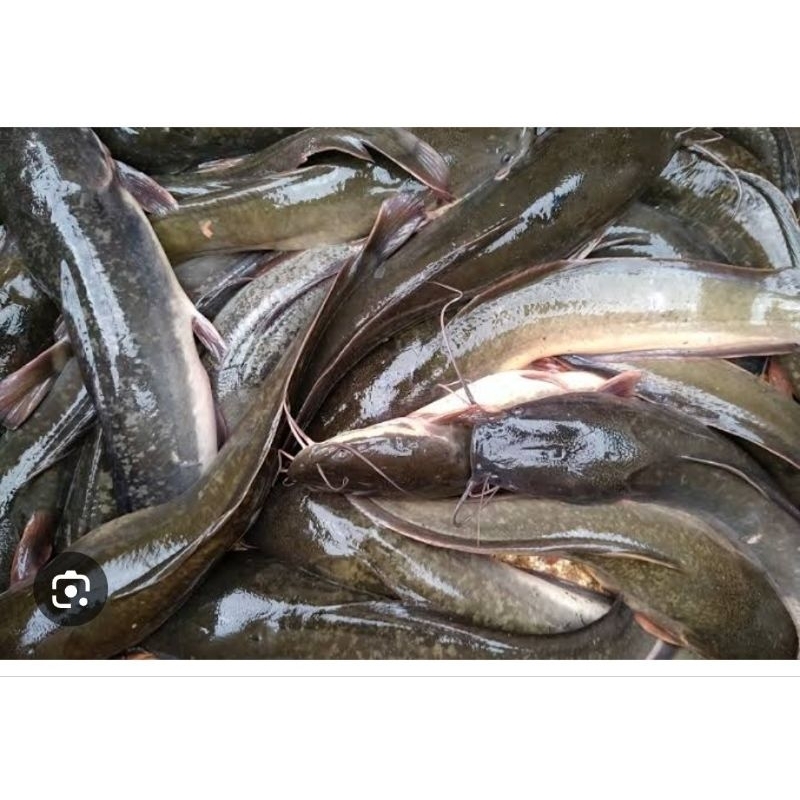 

ikan lele 1kg