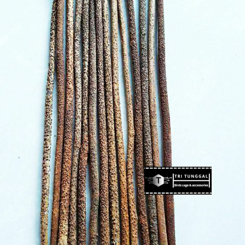 asem bali super pleci kolibri 33cm tangkringan asem bali konin pleci sogon burcil