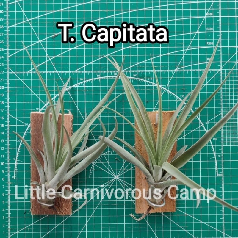 tillandsia capitata / airplant