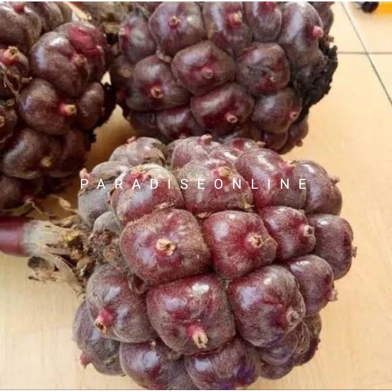 

Buah honje laka merah segar 500gram