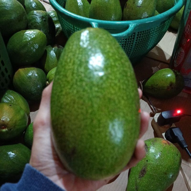

Alpukat Mentega Bagotan (Bokhong Ten) Premium