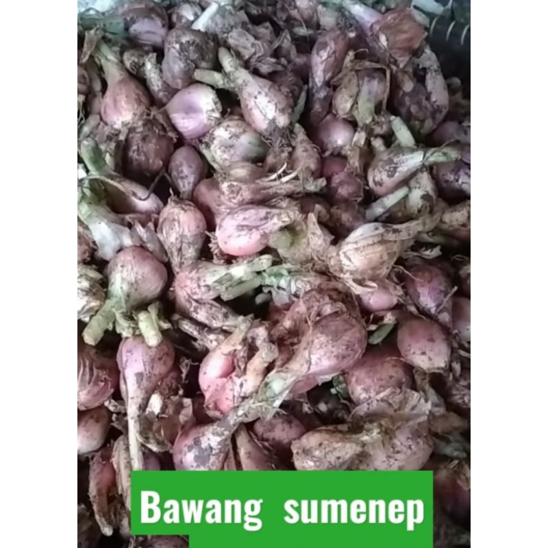 

bawang Sumenep