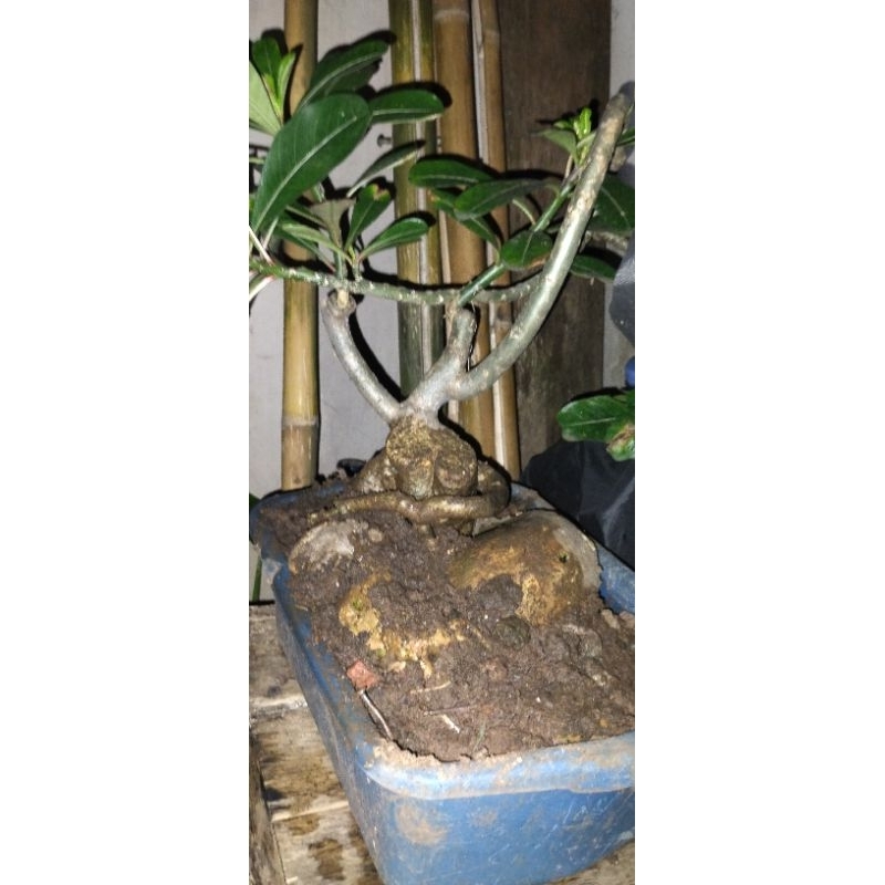 Bonsay adenium bonggol besar