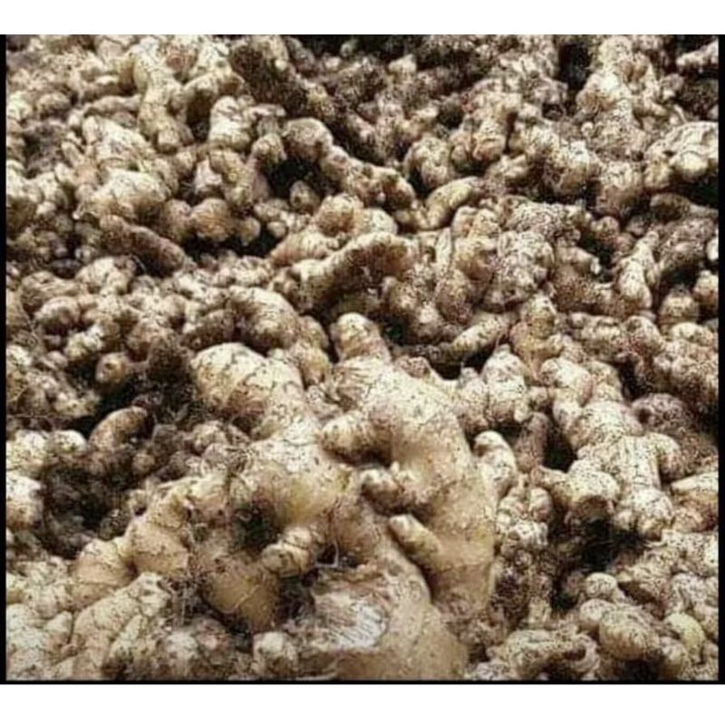 

JAHE REMPAH ASLI GUNUNG/JAHE FRESH DAN MURAH