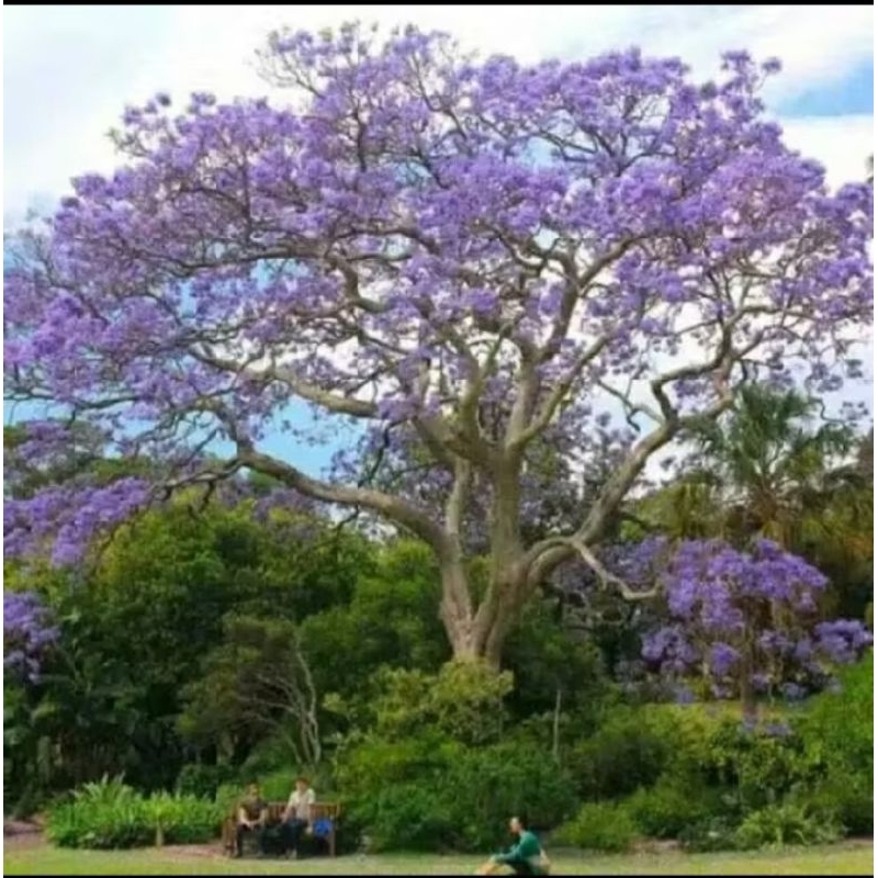 Tanaman bunga sakura tabebuya 1 meter bunga ungu