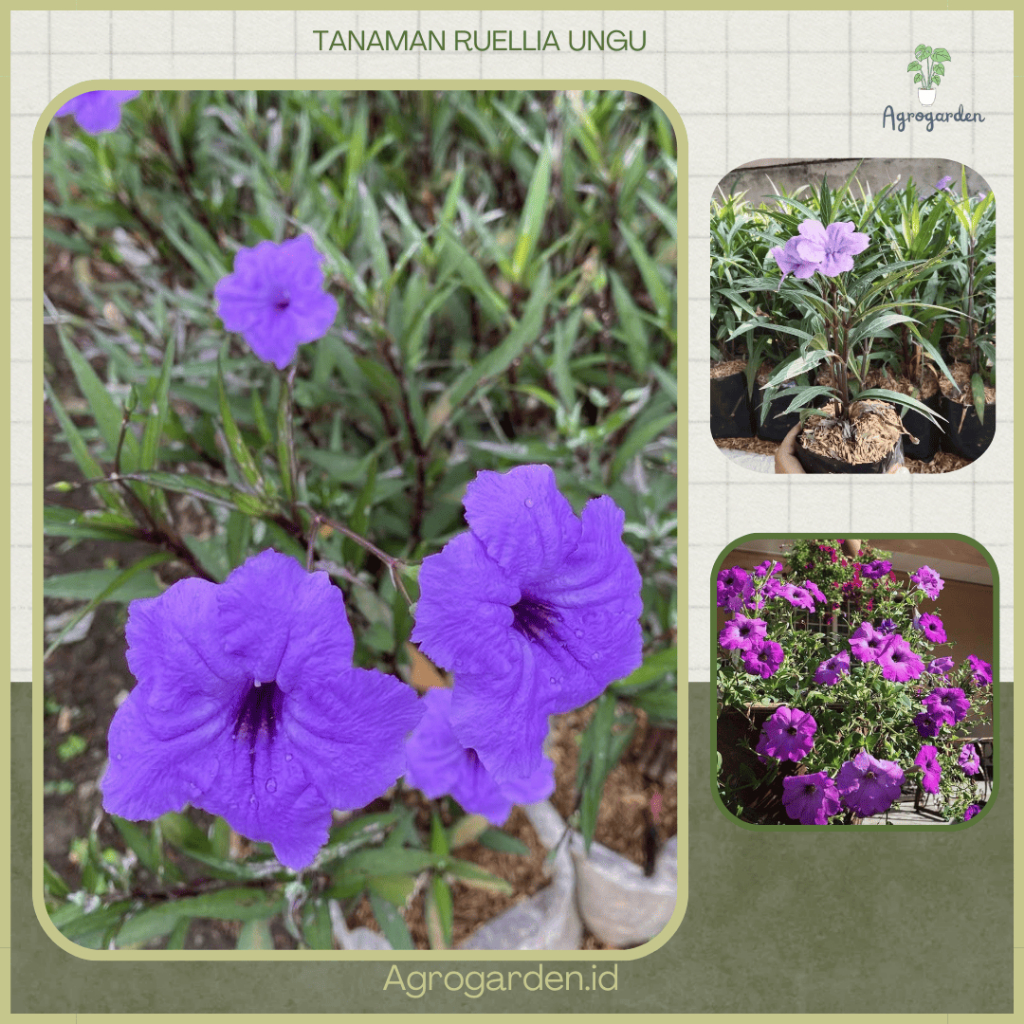 Tanaman Hias Bunga Ruellia/Rowlia/Ruellia simplex/Kencana Ungu - Tanaman ruellia rebah bunga ungu - 