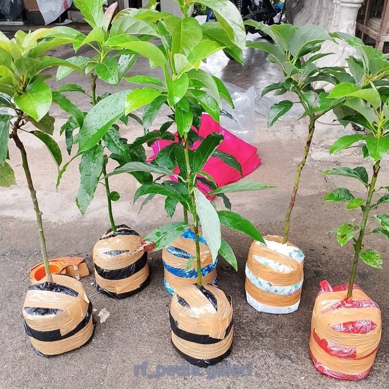 

petani benih Alpukat sambung pucuk (SETEKAN)