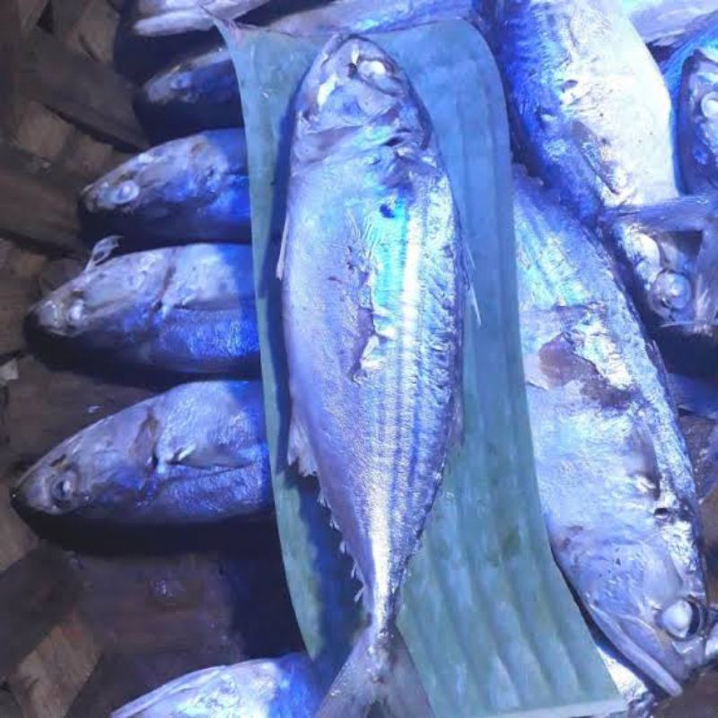 

Ikan kembung rebus / ikan gembung rebus - 1 ekor khas medan
