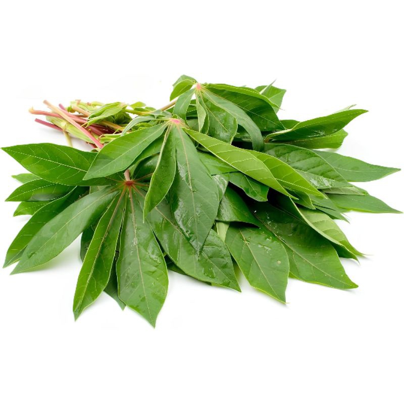 

Daun singkong segar 1 ikat