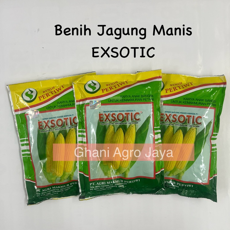 Benih Jagung Manis EXSOTIC