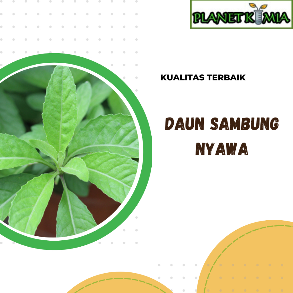 

dried,serbuk daun sambung nyawa best product