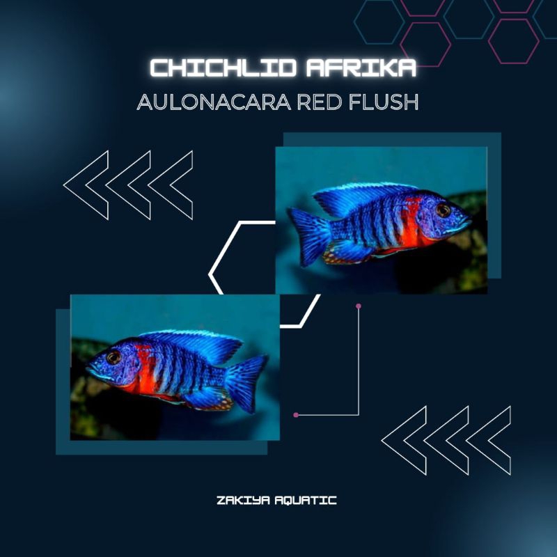 Red Flush Cichlid Afrika Pure