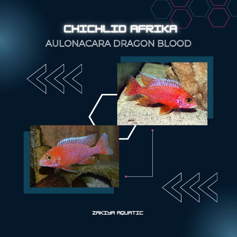 Dragon Blood Cichlid Afrika