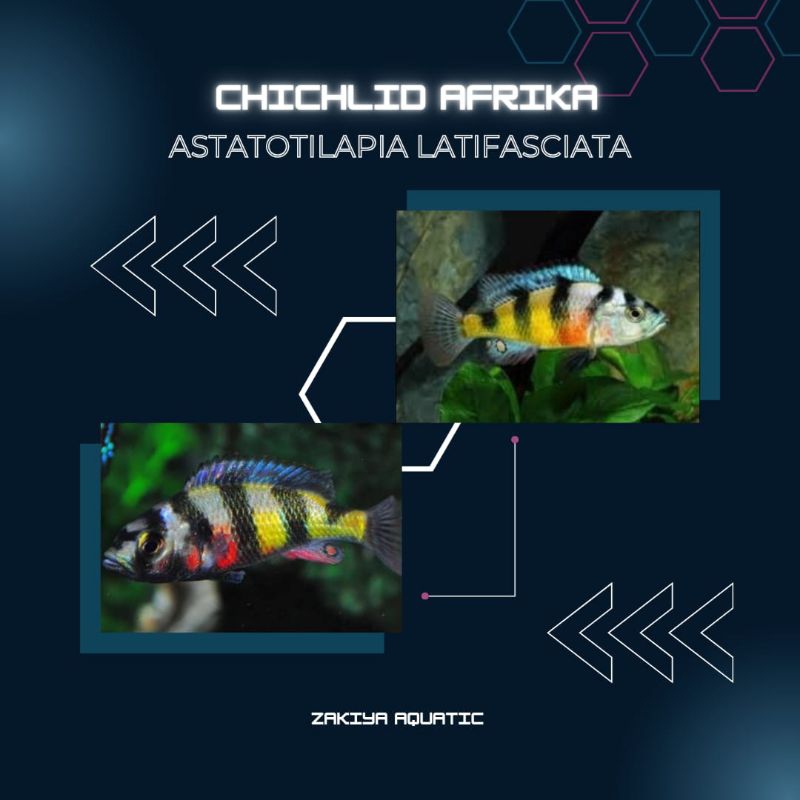 Latifasciata Cichlid Afrika