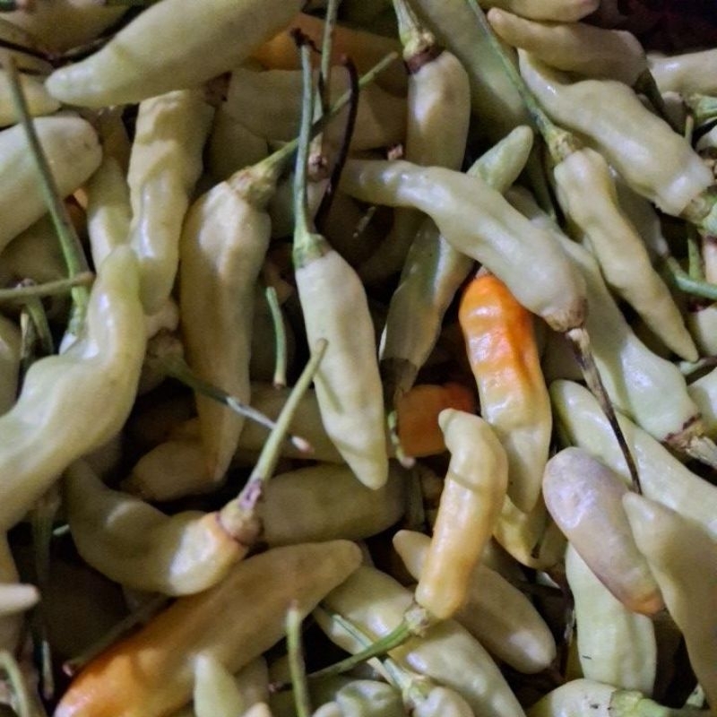 

Cabai Ori Hijau 250gr