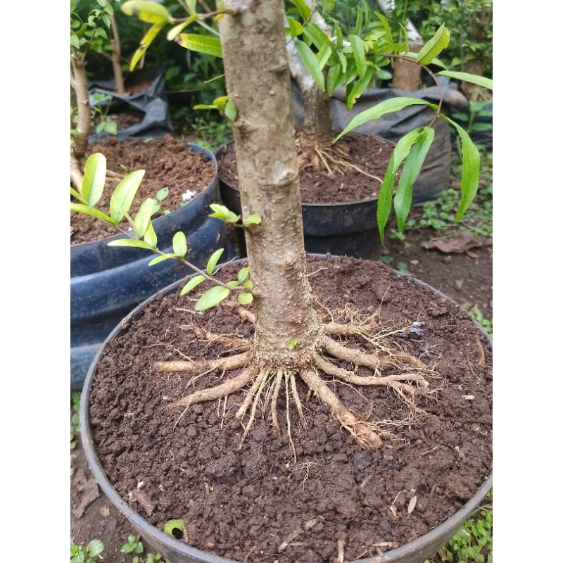PROGRAM Akar Bahan Bonsai Anting Putri Hasil Stek