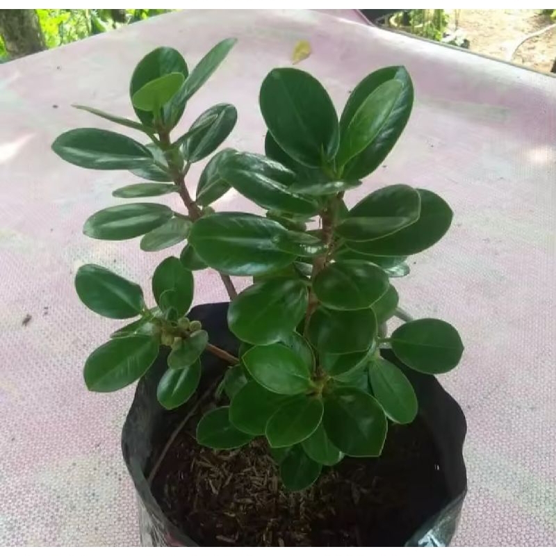 tanaman hias beringin dolar/bahan bonsai beringin dolar