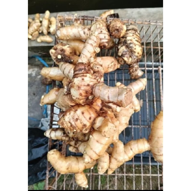 

temu kunyit putih fresh 500 gram bersih