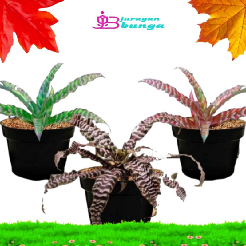 Cryptanthus zonatus 'zebrinus' - Tanaman hias Cryptantus / bromeliad