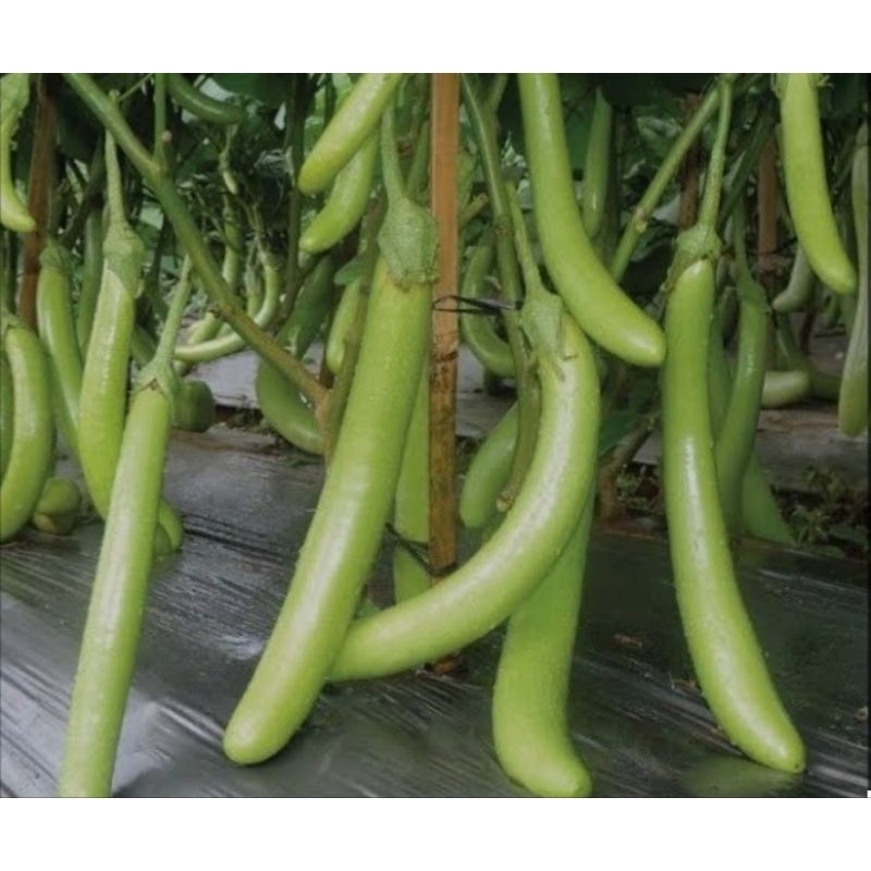 75 butir///BENIH TERONG HIJAU LOKAL SUPER UNGGUL BERKUSLITAS