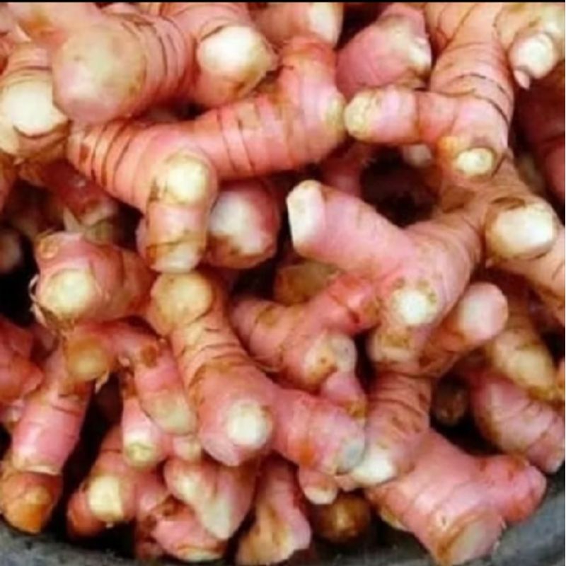 

Lengkuas Merah Lengkuas Muda Segar Bersih 1Kg