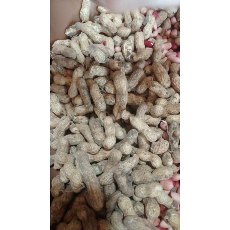 

Kacang Tanah kering utuh Mentahan 1kg