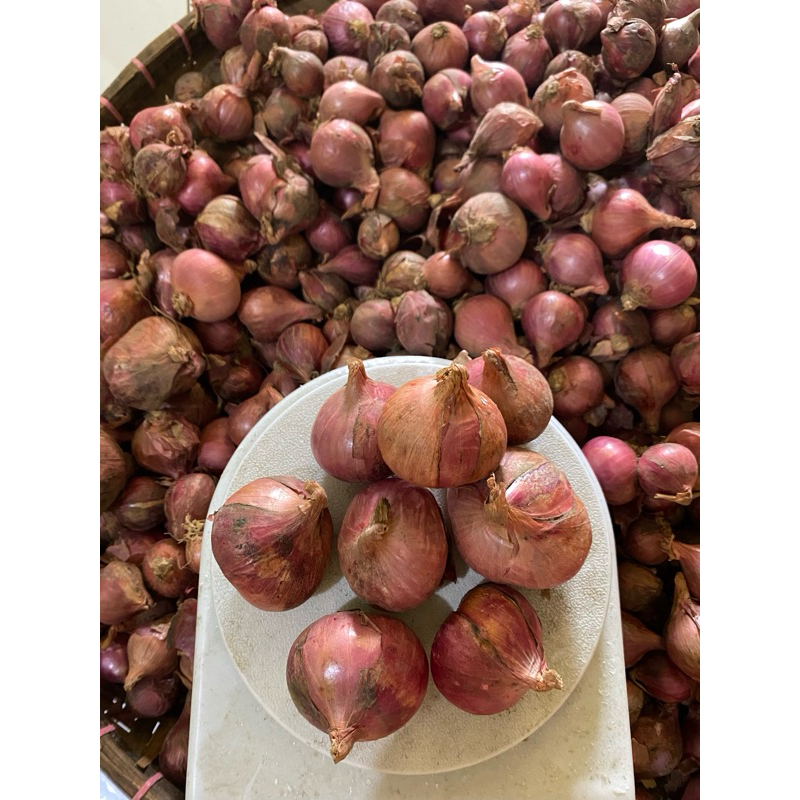 

BAWANG MERAH JUMBO | BAWANG MERAH SUPER | BAWANG MERAH