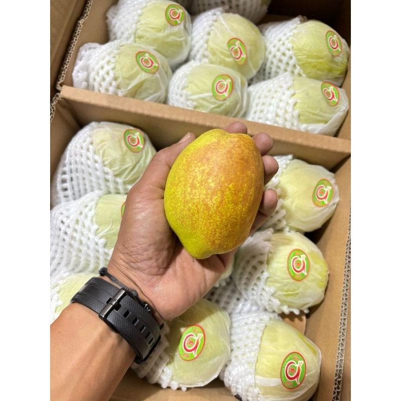 

Pir Xianglie Jumbo Manis Fresh - Segar, Renyah & Ukuran Besar