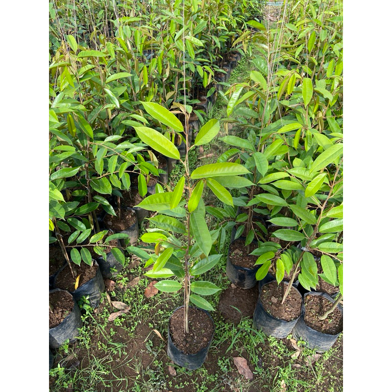 Bibit Durian Duri Hitam /Ochee