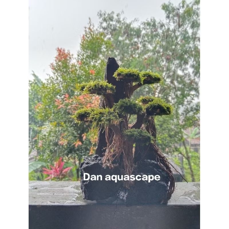 bonsai tebing aquascape aquarium