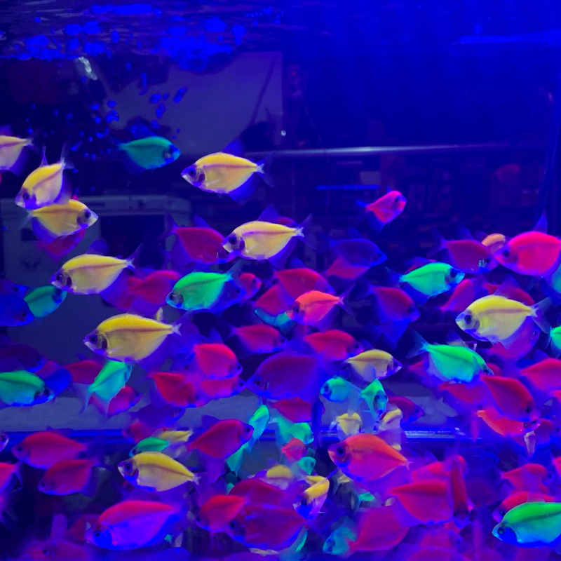 ikan glowfish
