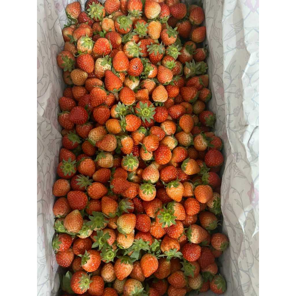 

Panensegar Strawberry Ciwidey - Mini Grade C [Paket 5 Kg]