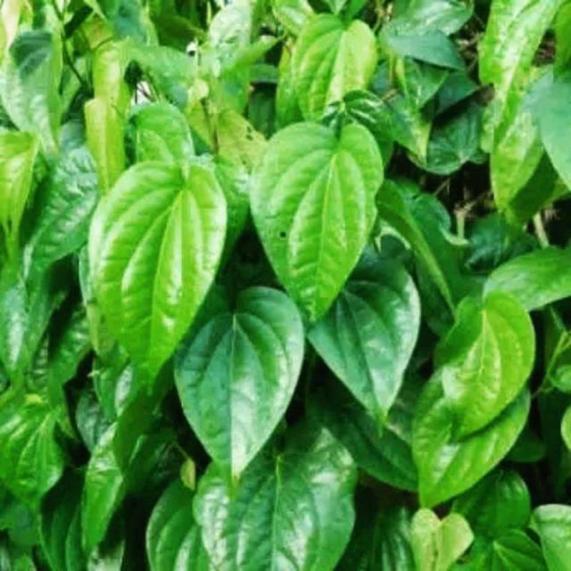 

Daun Sirih Hijau Segar Organik/Daun Sirih Ijo Herbal/Daun Nyepah